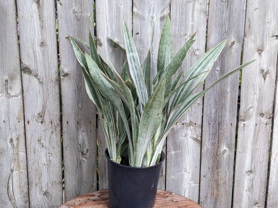 Sansevieria Sayuri - View 5 from www redcrocus com