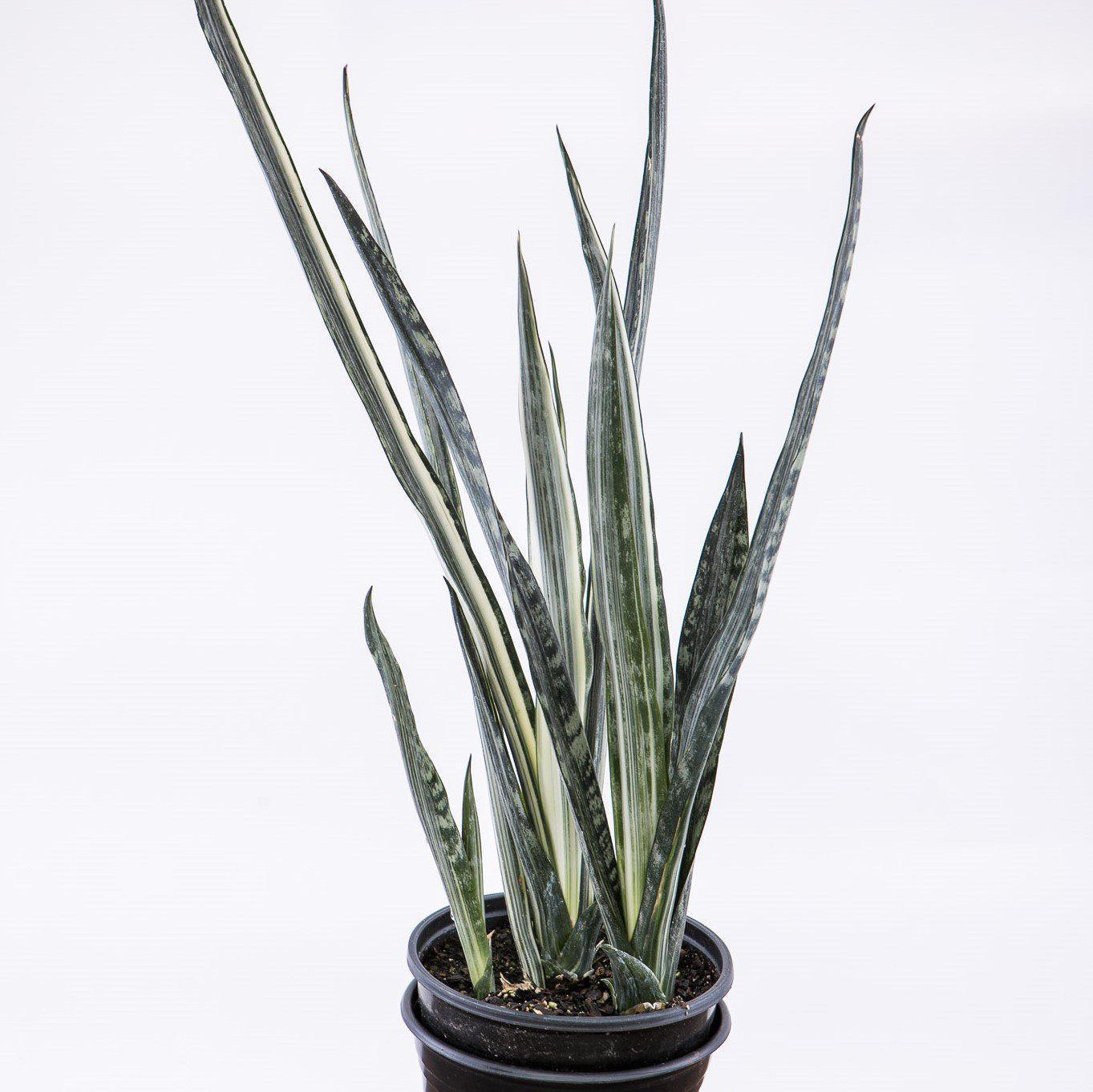 Sansevieria Sayuri - View 8 from www redcrocus com