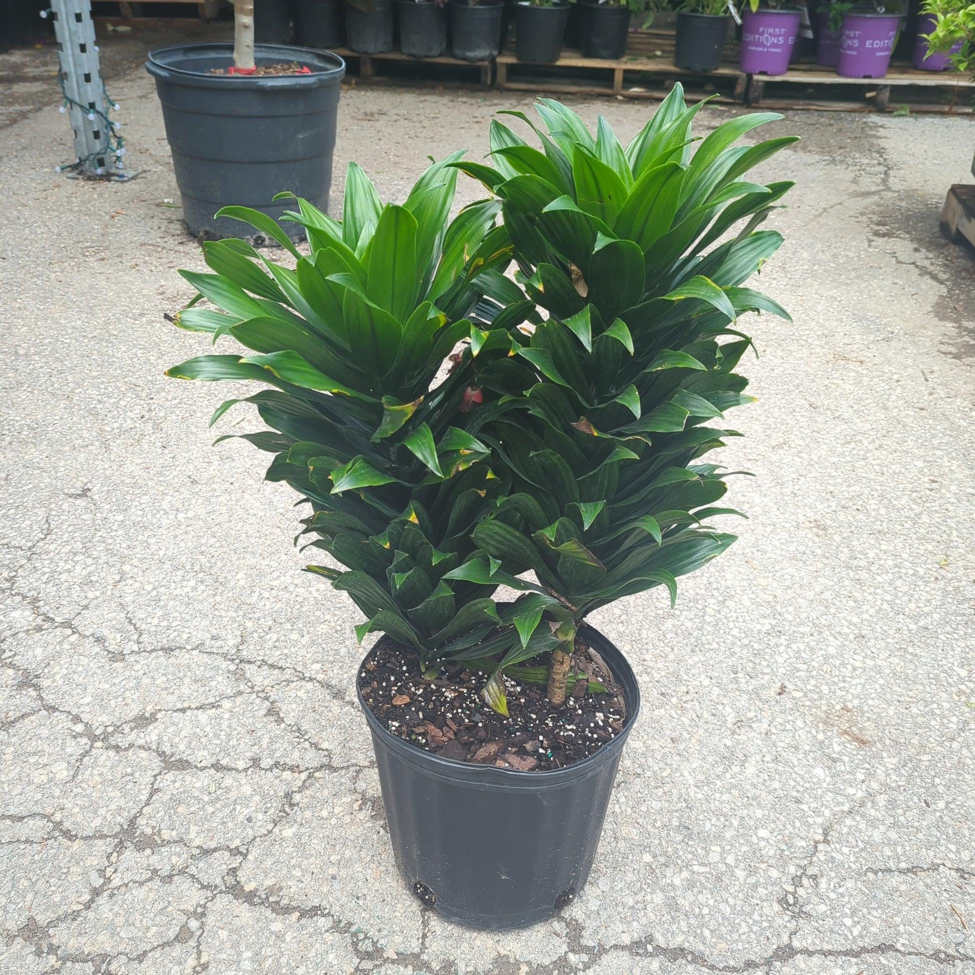 Dracaena Deremensis Janet Craig Bush - View 11 from www redcrocus com