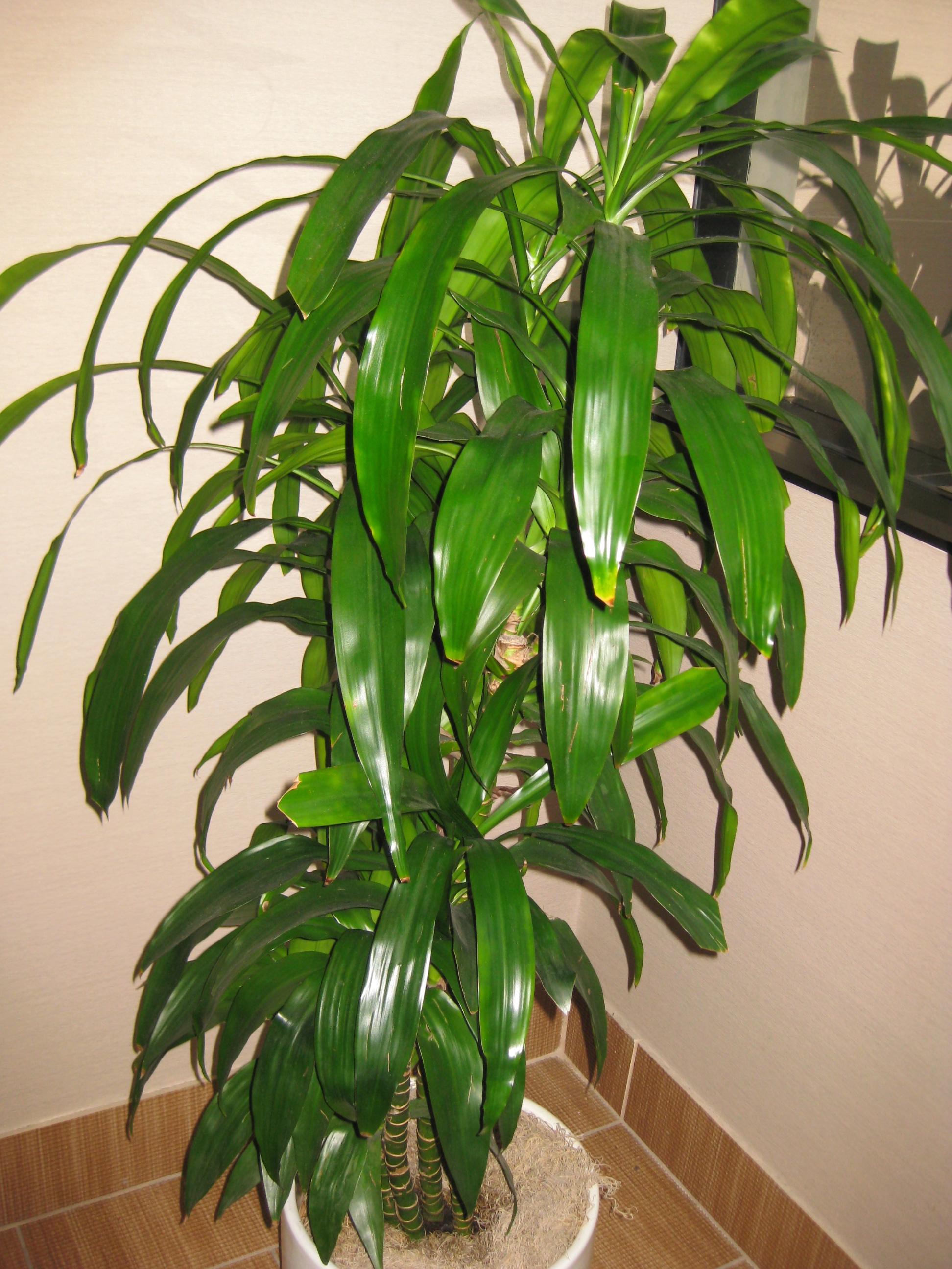 Dracaena Deremensis Janet Craig Bush - View 14 from www redcrocus com