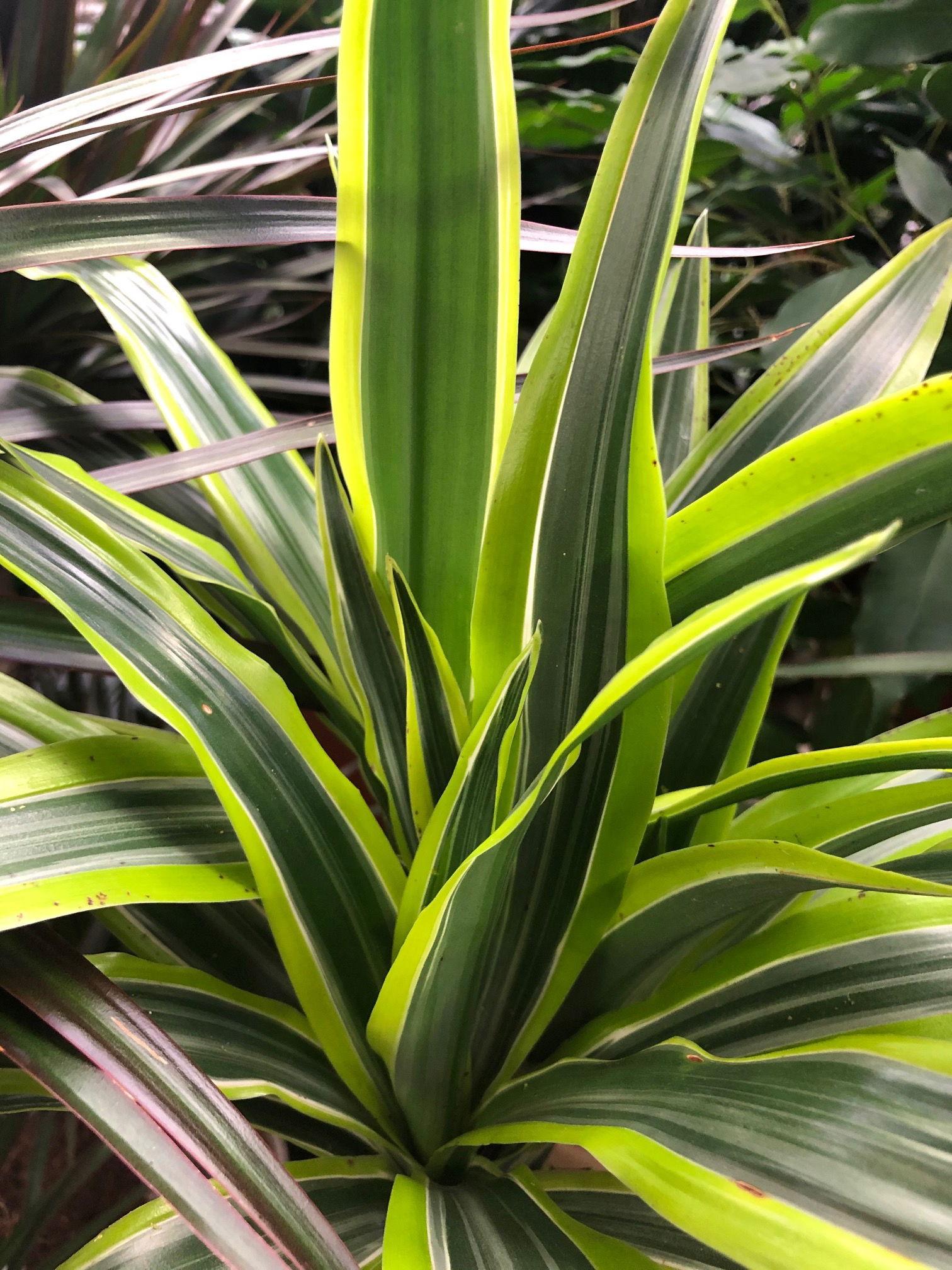 Dracaena Deremensis Janet Craig Bush - View 5 from www redcrocus com