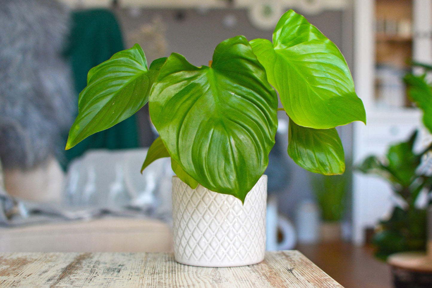 Homalomena, Assorted - View 14 from www redcrocus com