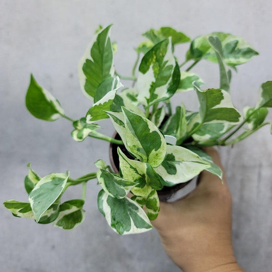Pothos, Epipremnum 'njoy' - View 25 from www redcrocus com