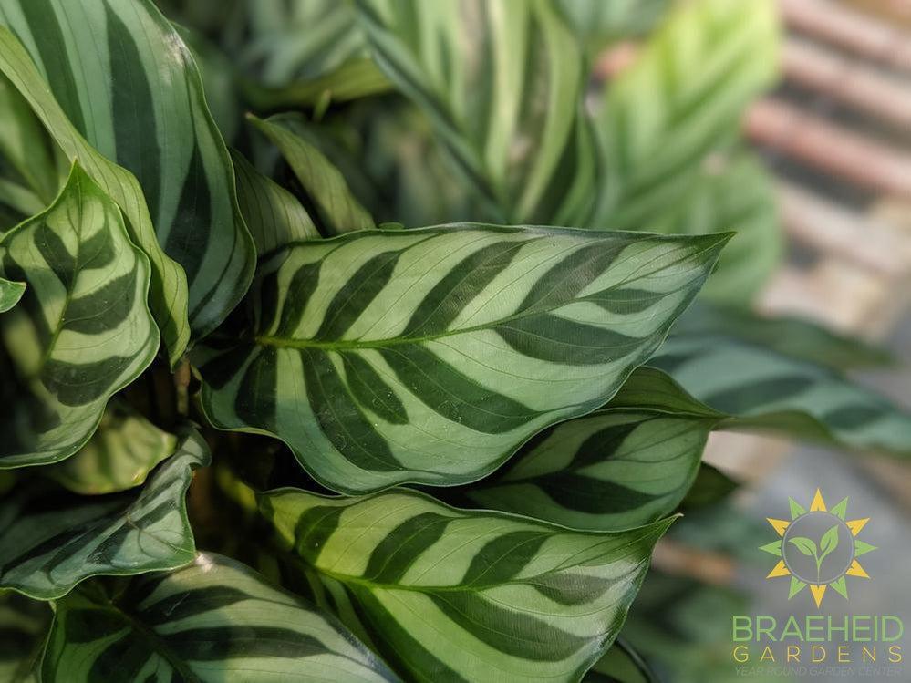 Calathea Freddie - View 14 from www redcrocus com