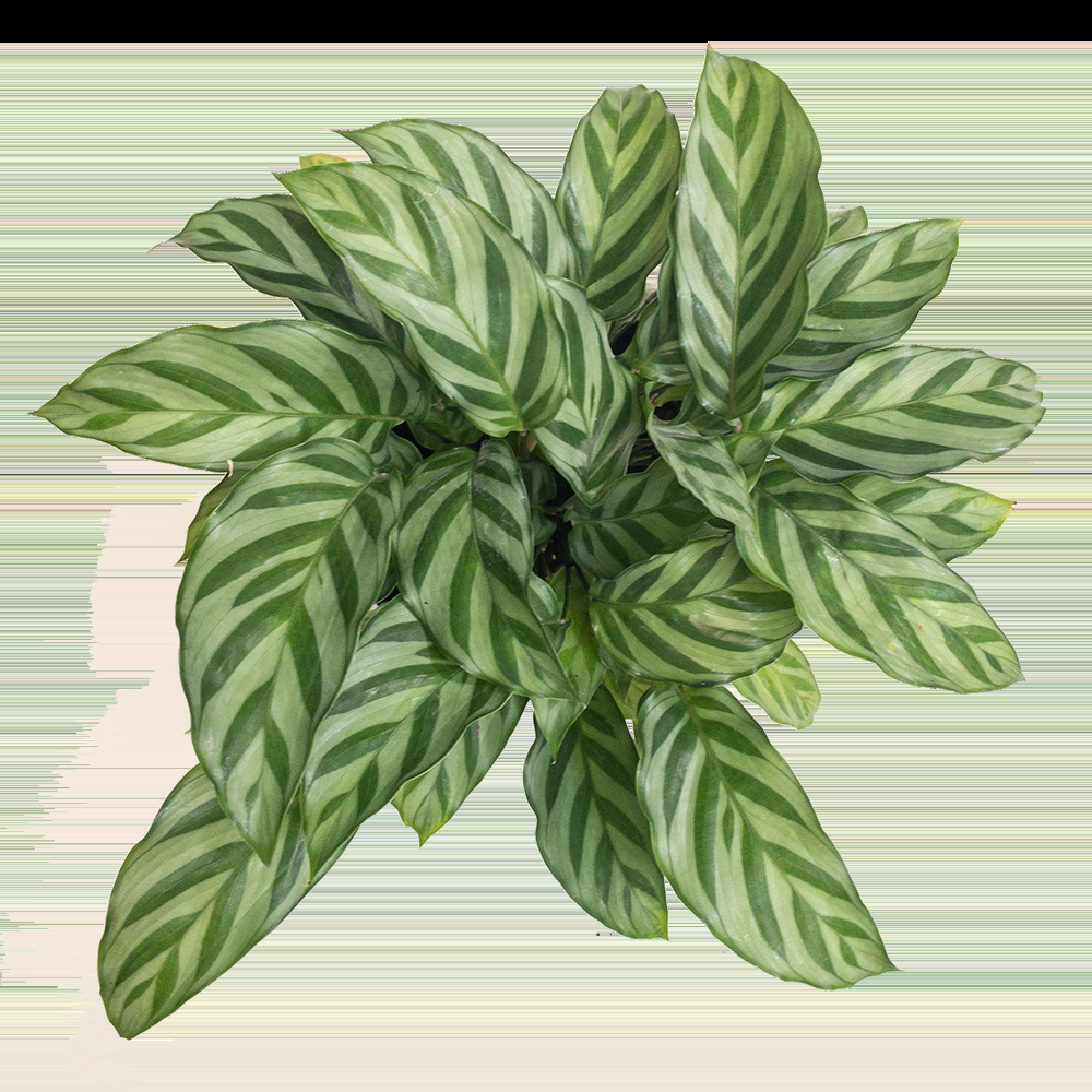 Calathea Freddie - View 6 from www redcrocus com