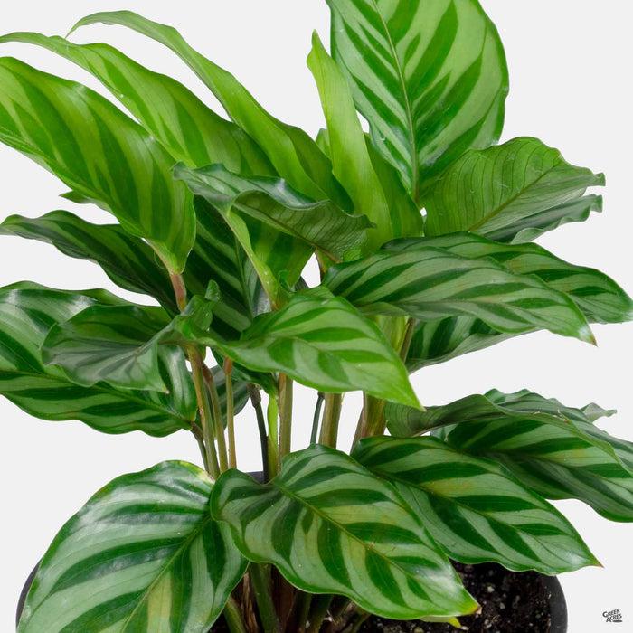 Calathea Freddie - View 7 from www redcrocus com