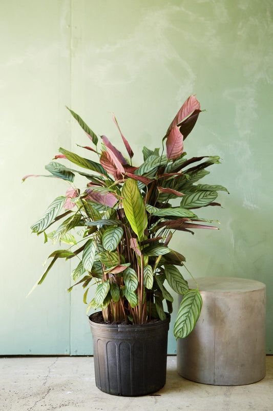 Calathea 'exotica' - View 1 from www redcrocus com