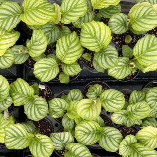Calathea Orbifolia - View 10 from www redcrocus com