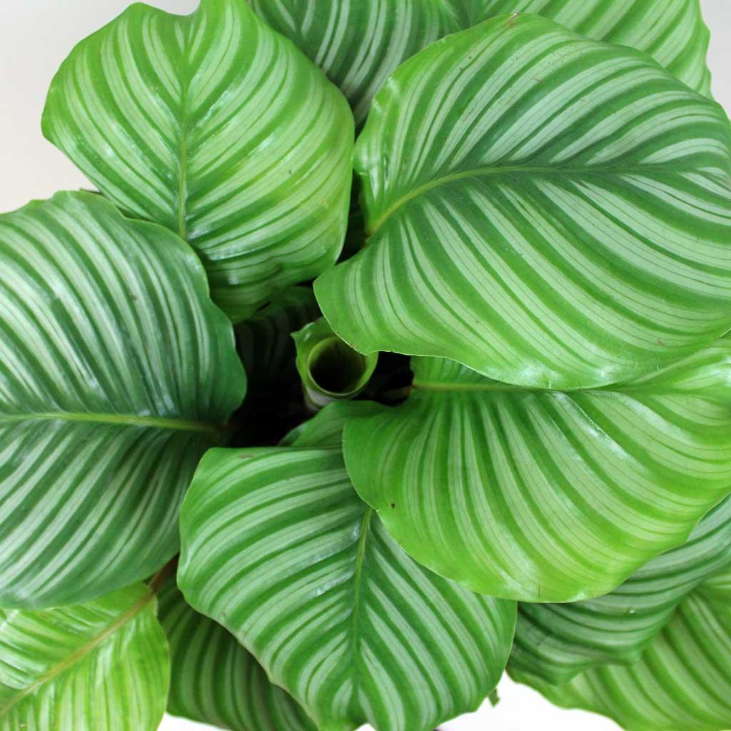 Calathea Orbifolia - View 11 from www redcrocus com