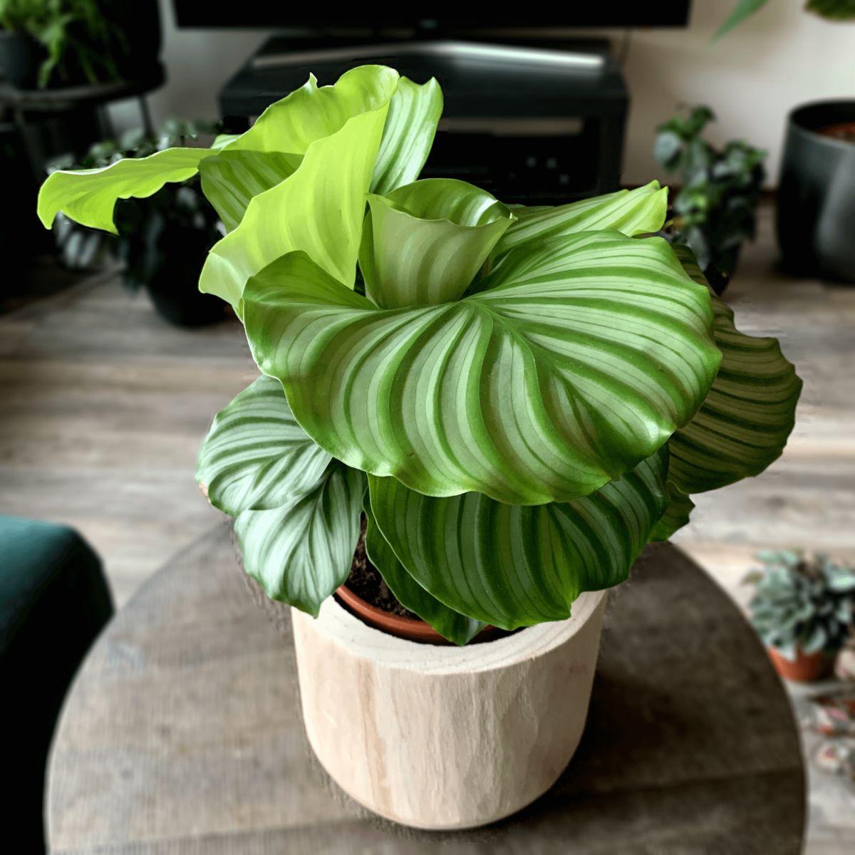 Calathea Orbifolia - View 12 from www redcrocus com