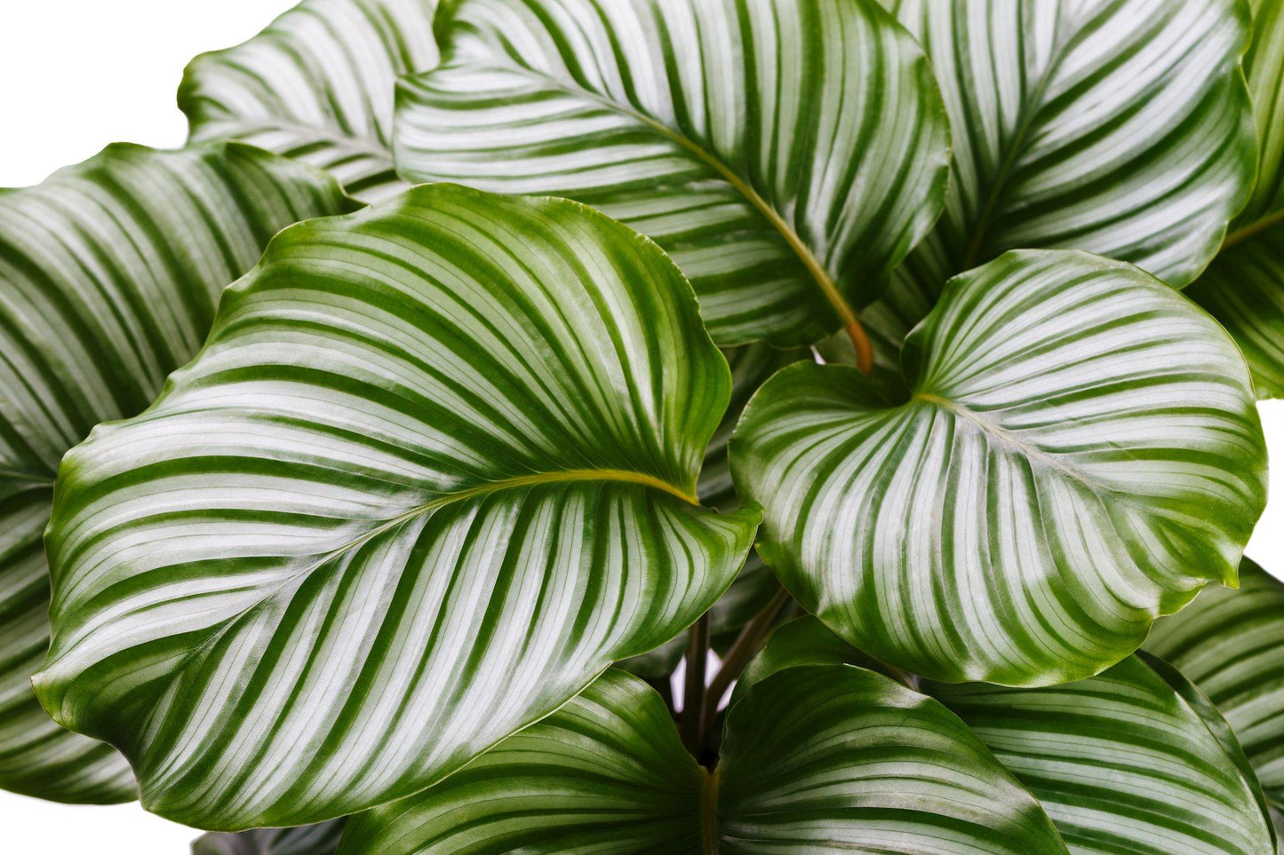 Calathea Orbifolia - View 13 from www redcrocus com
