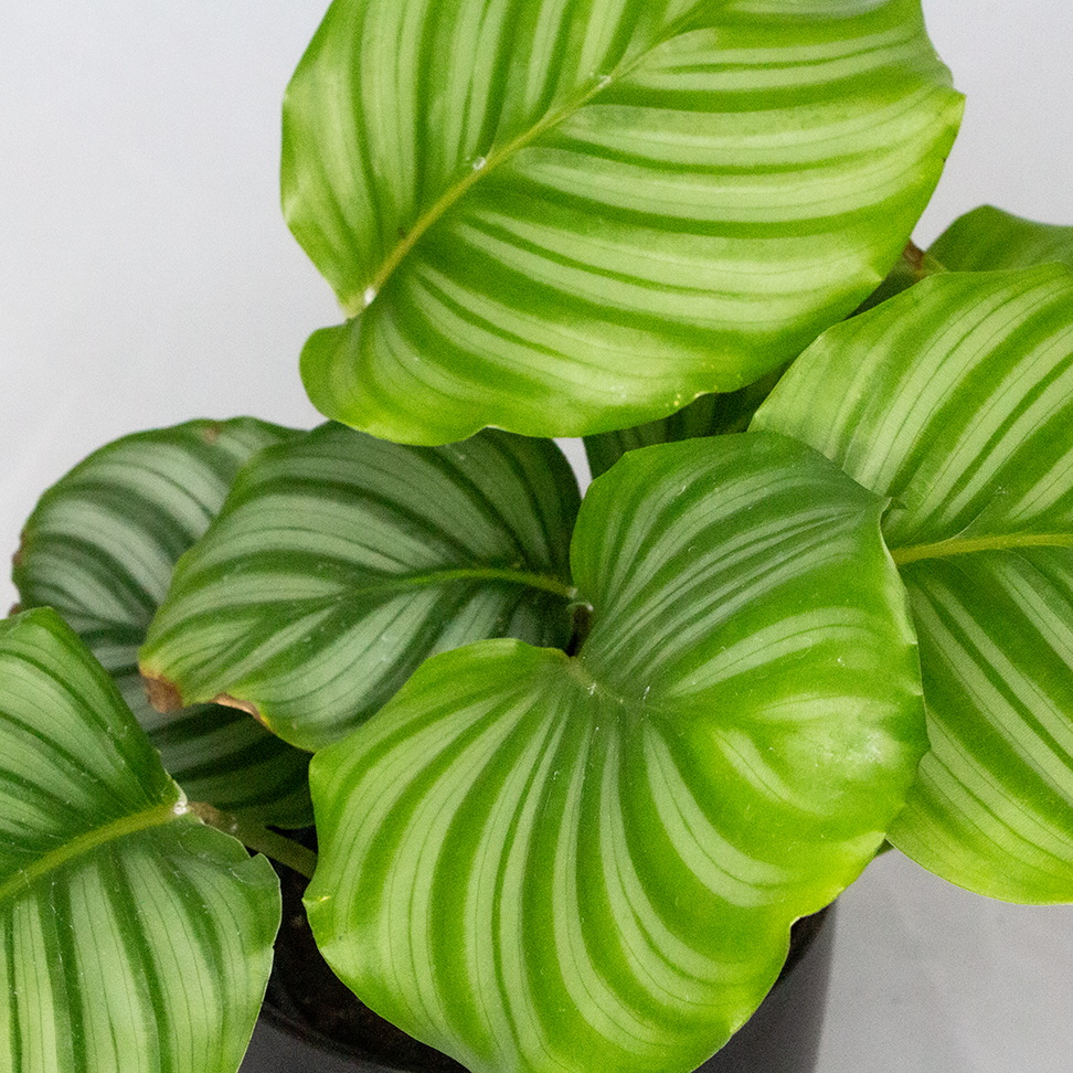 Calathea Orbifolia - View 13 from www redcrocus com