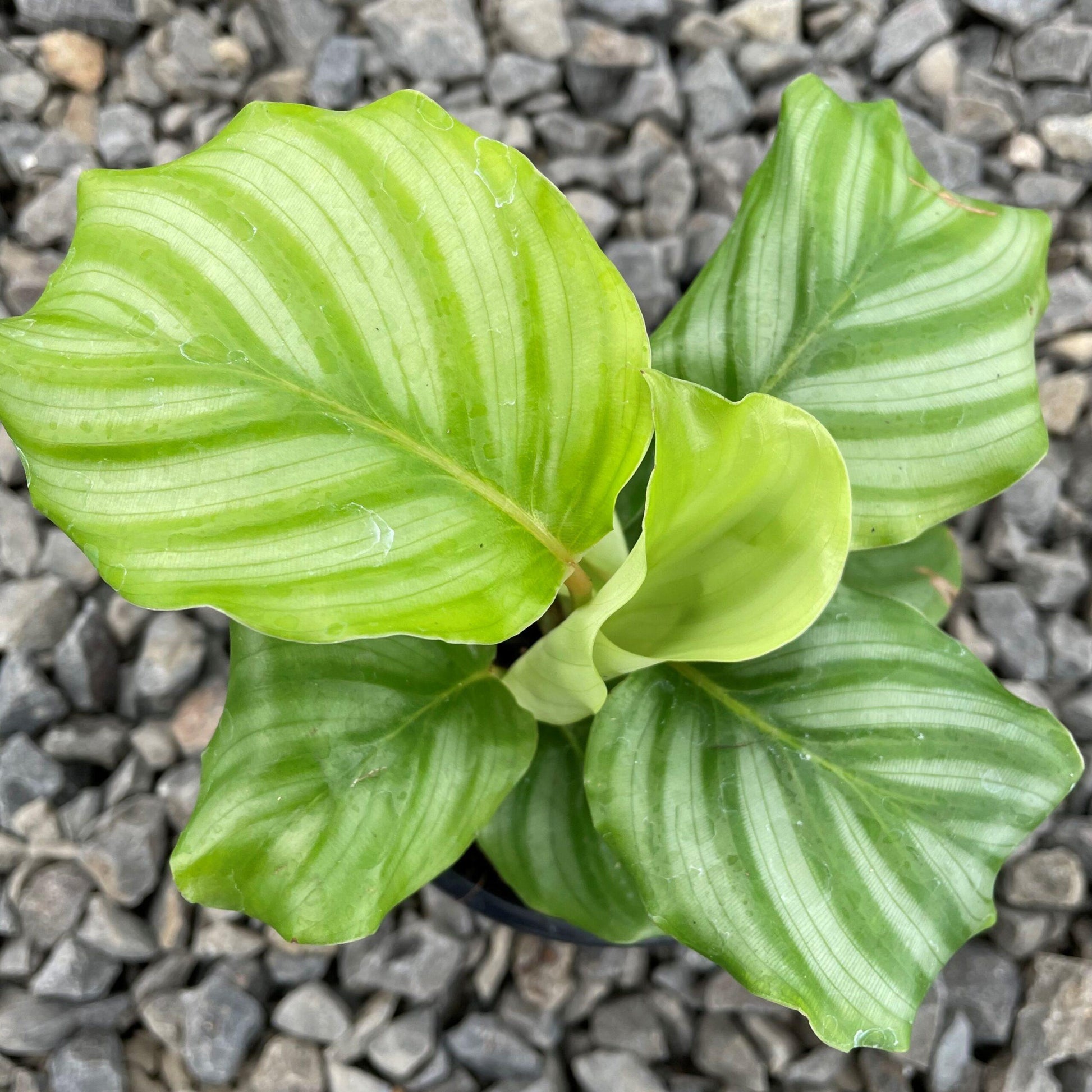 Calathea Orbifolia - View 14 from www redcrocus com
