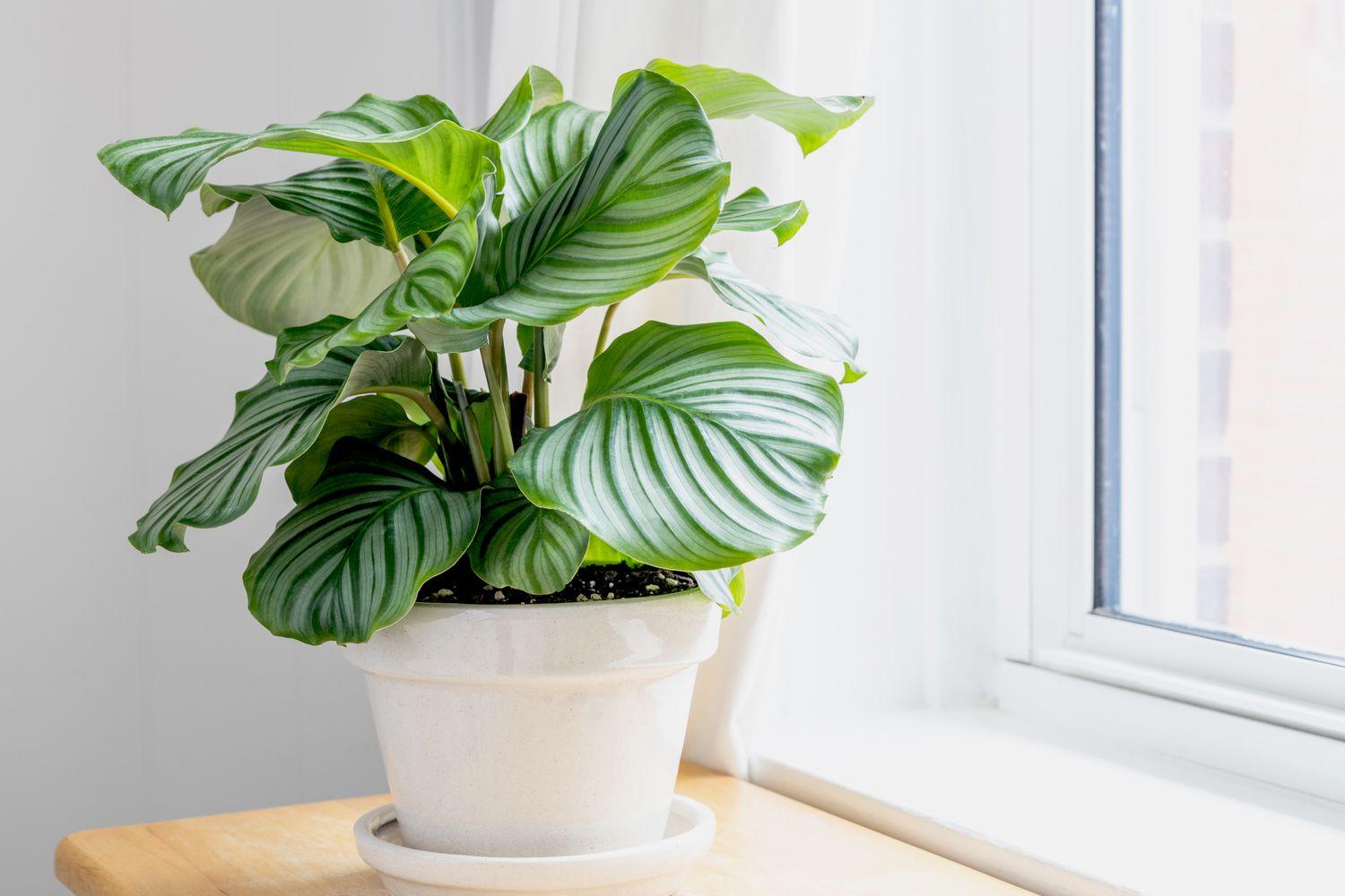 Calathea Orbifolia - View 15 from www redcrocus com