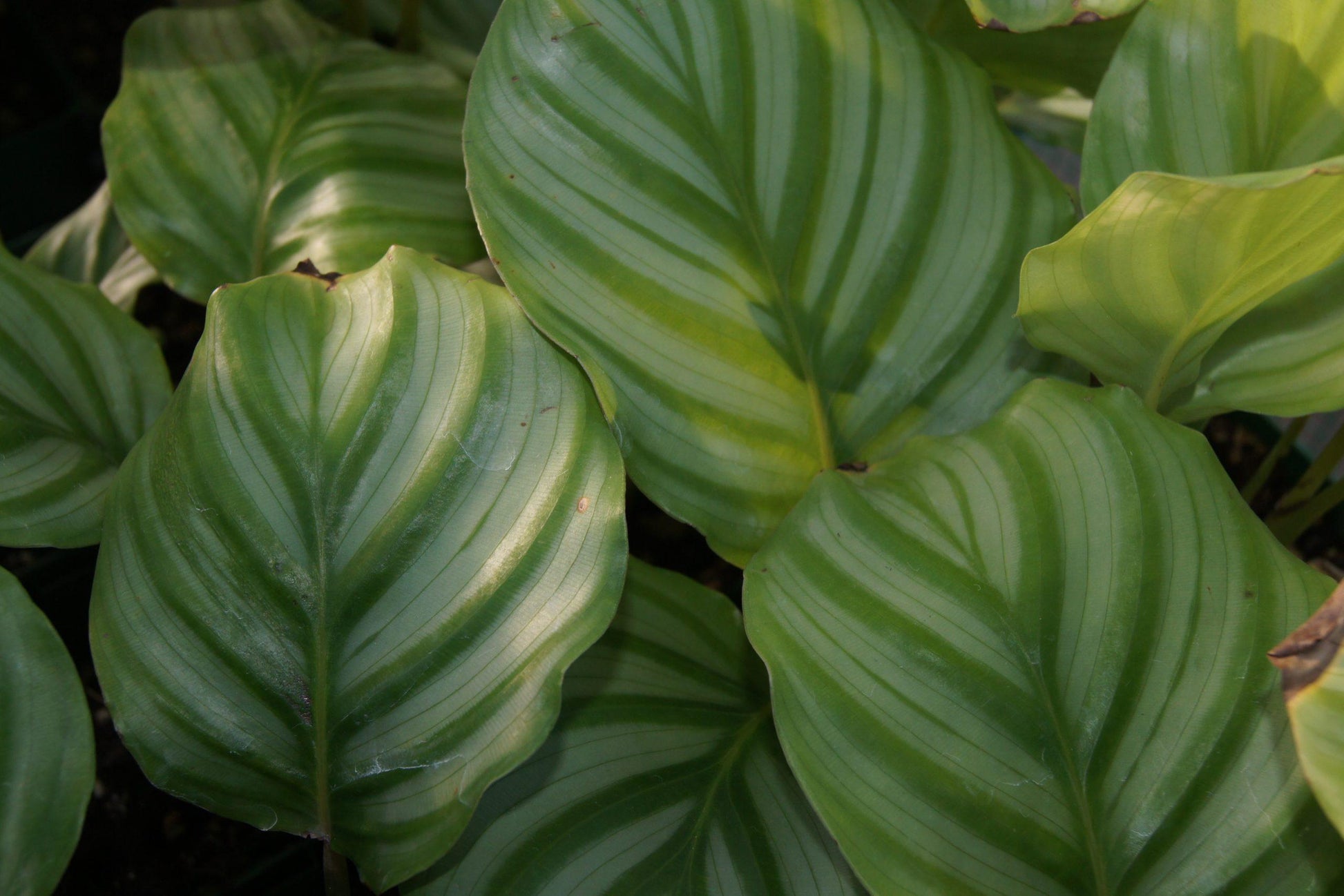 Calathea Orbifolia - View 16 from www redcrocus com