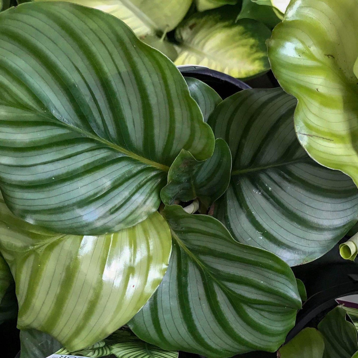 Calathea Orbifolia - View 2 from www redcrocus com