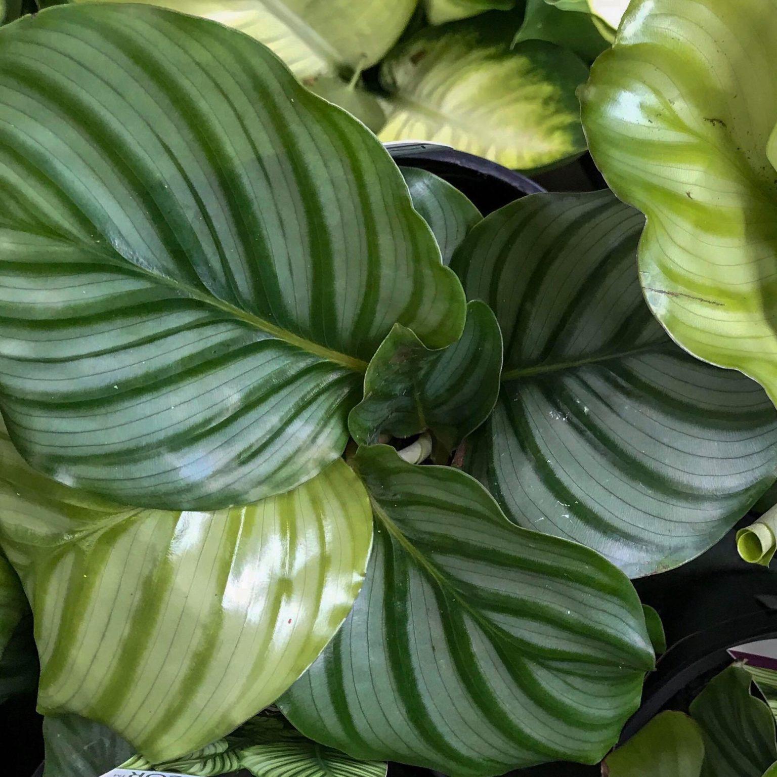 Calathea Orbifolia - View 2 from www redcrocus com