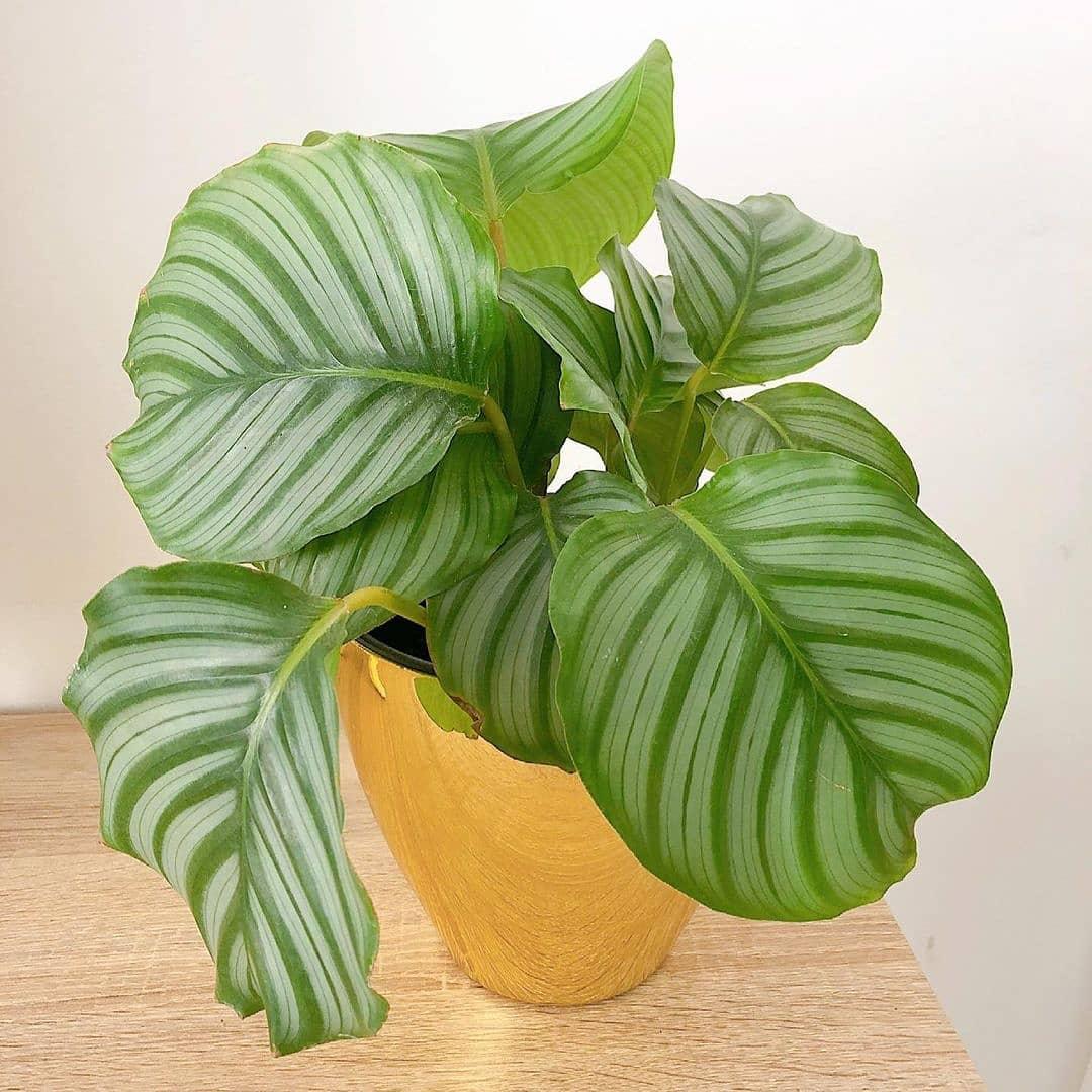 Calathea Orbifolia - View 3 from www redcrocus com