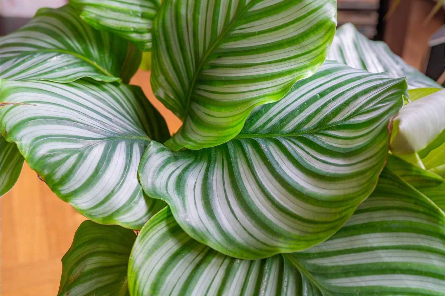Calathea Orbifolia - View 5 from www redcrocus com