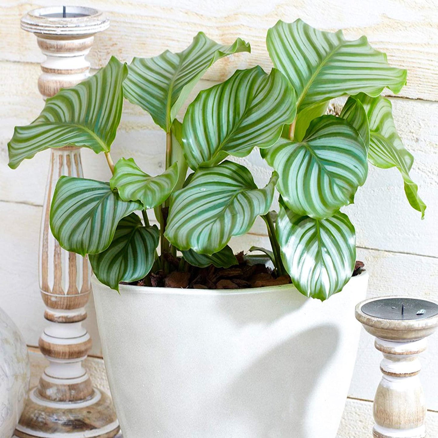 Calathea Orbifolia - View 6 from www redcrocus com
