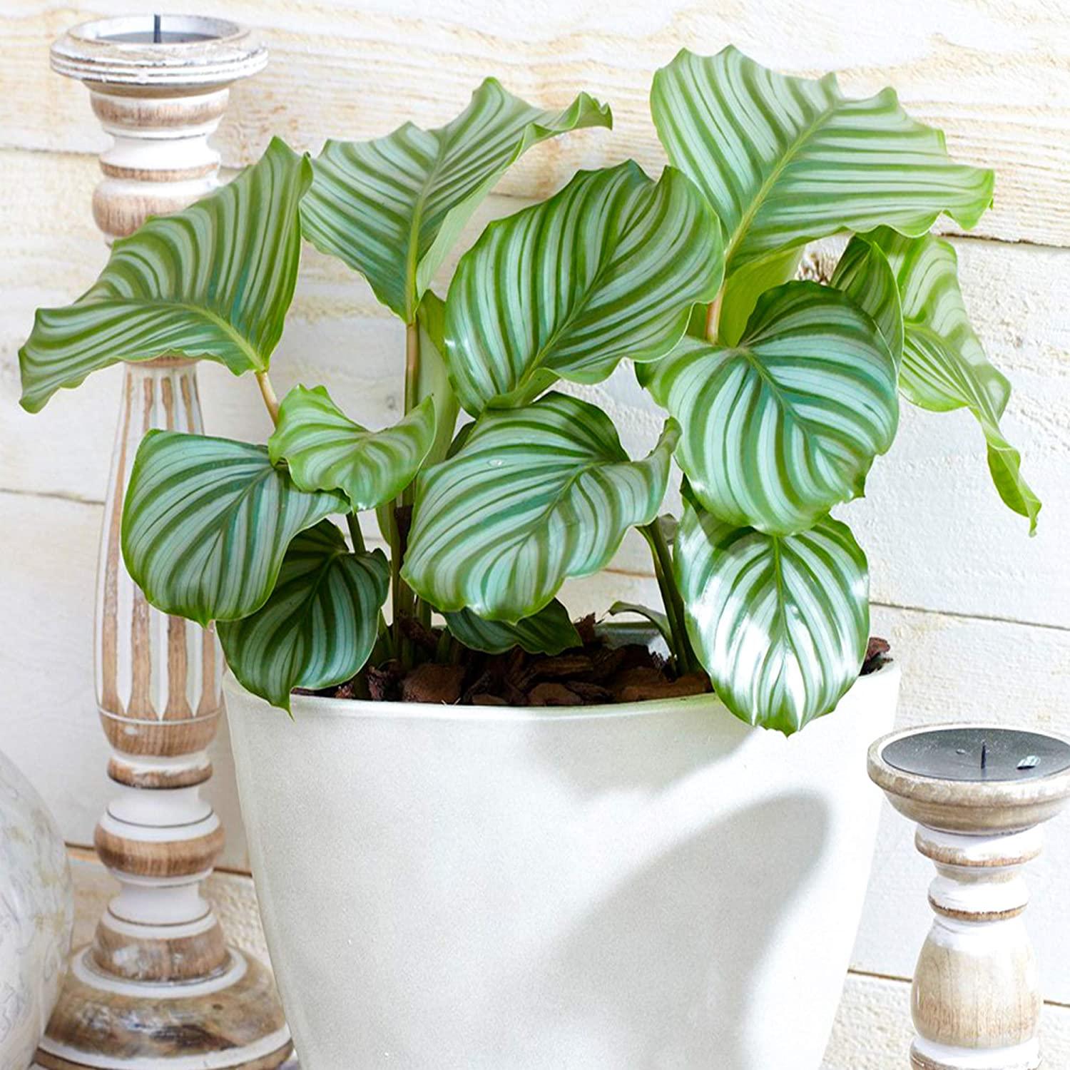 Calathea Orbifolia - View 6 from www redcrocus com