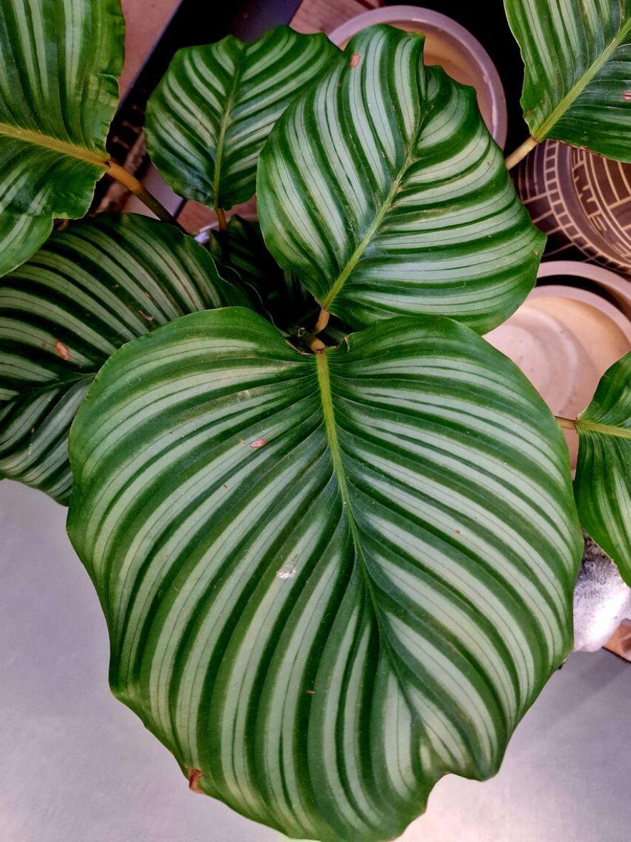 Calathea Orbifolia - View 8 from www redcrocus com