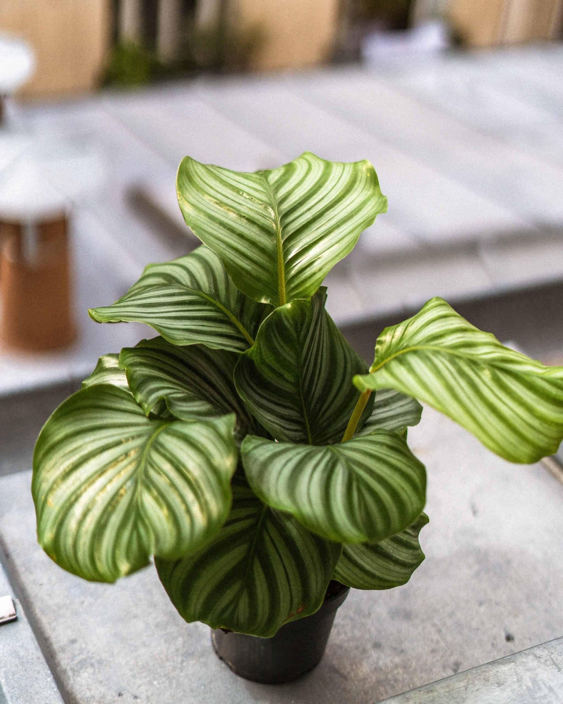 Calathea Orbifolia - View 9 from www redcrocus com