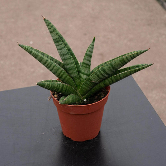 Sansevieria 'gojo' - View 1 from www redcrocus com