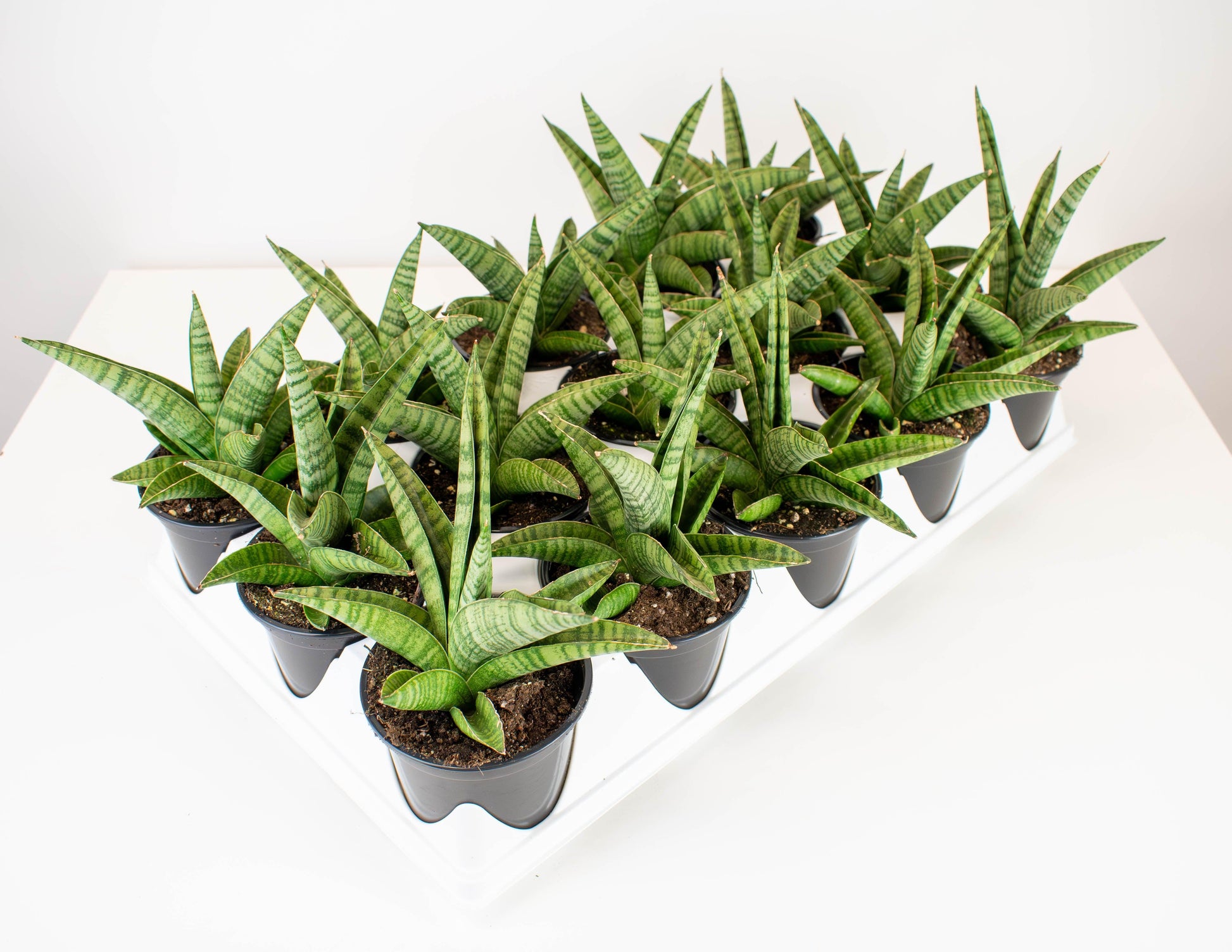 Sansevieria 'gojo' - View 3 from www redcrocus com