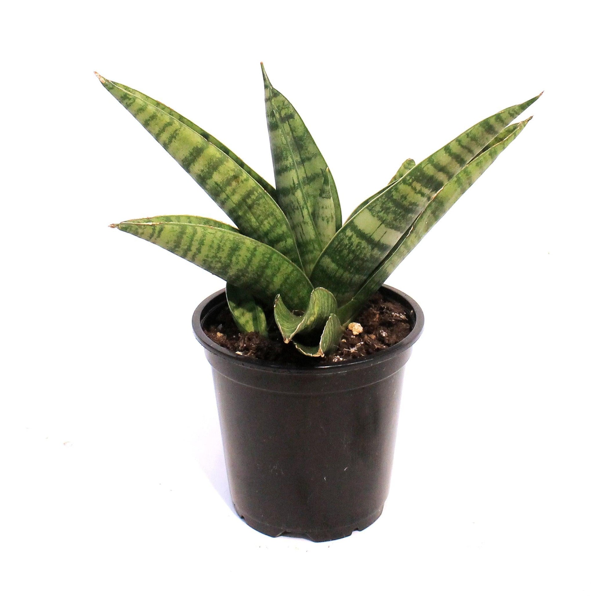 Sansevieria 'gojo' - View 4 from www redcrocus com