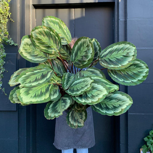 Calathea 'mysty' - View 1 from www redcrocus com
