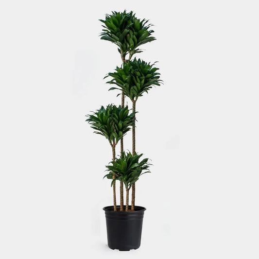 Dracaena Deremensis 'janet Craig Compacta' - View 1 from www redcrocus com