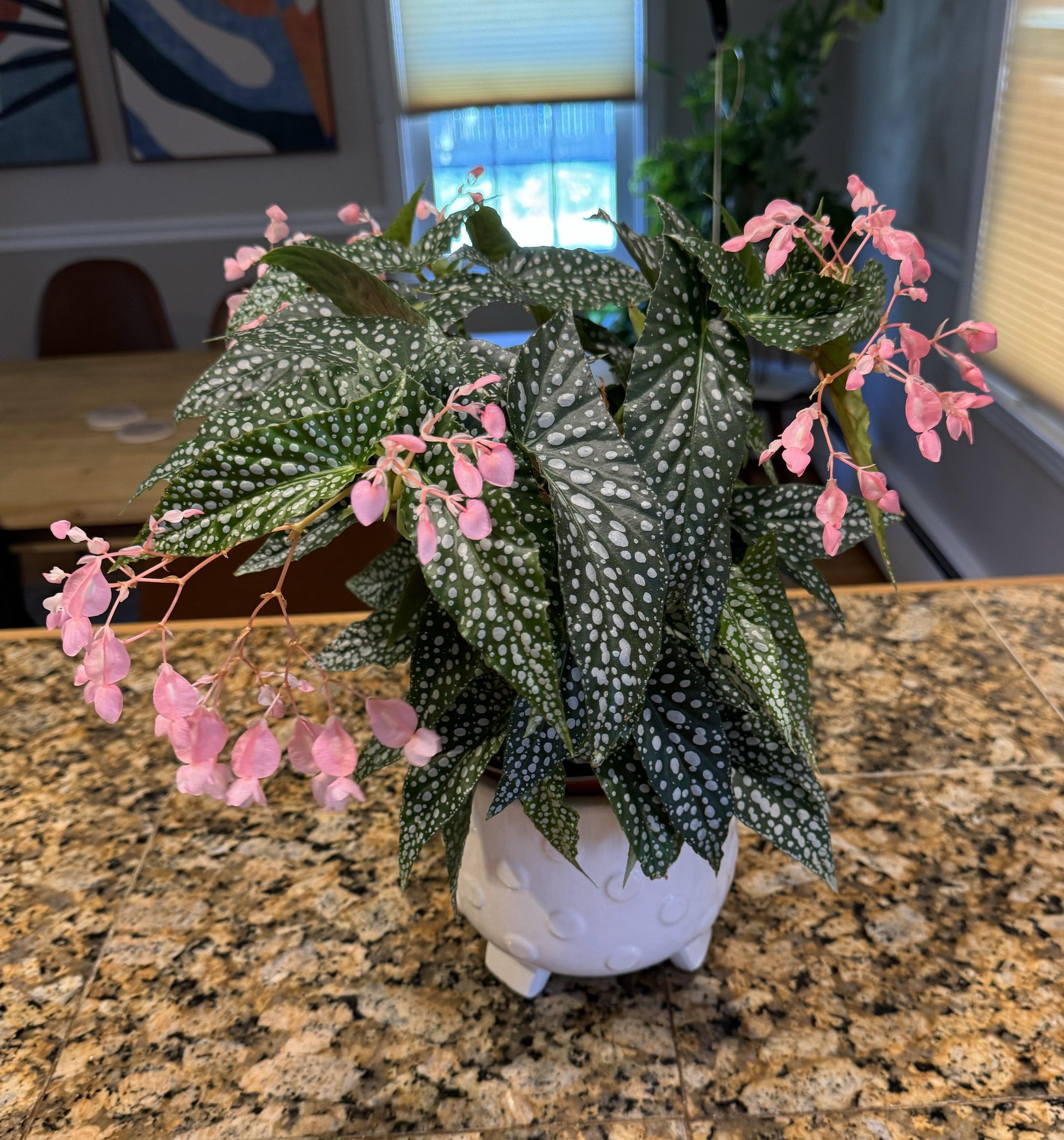Begonia, Angel Wing - View 19 from www redcrocus com