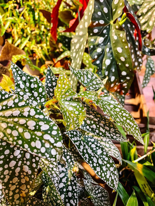 Begonia, Angel Wing - View 1 from www redcrocus com