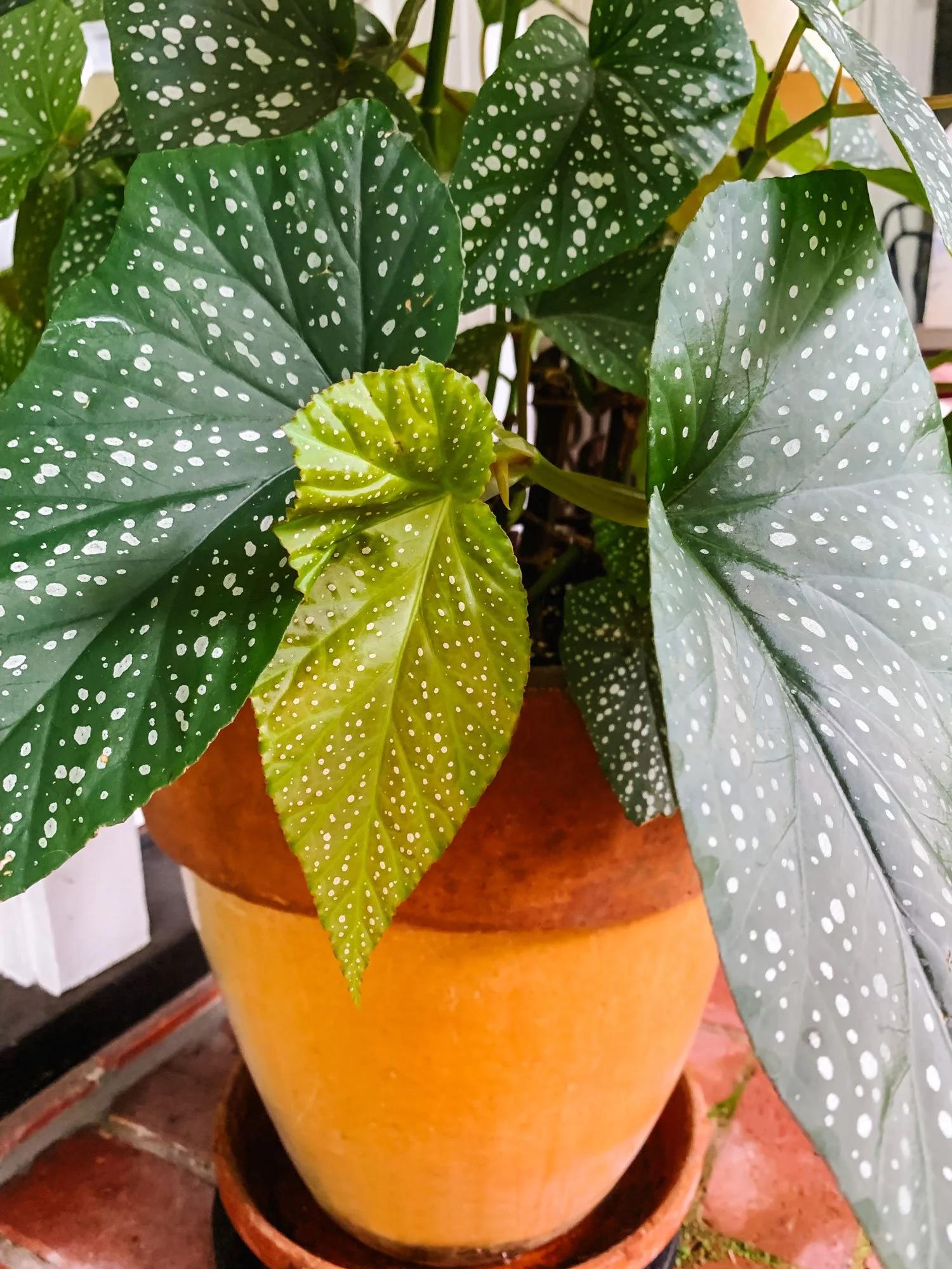 Begonia, Angel Wing - View 4 from www redcrocus com
