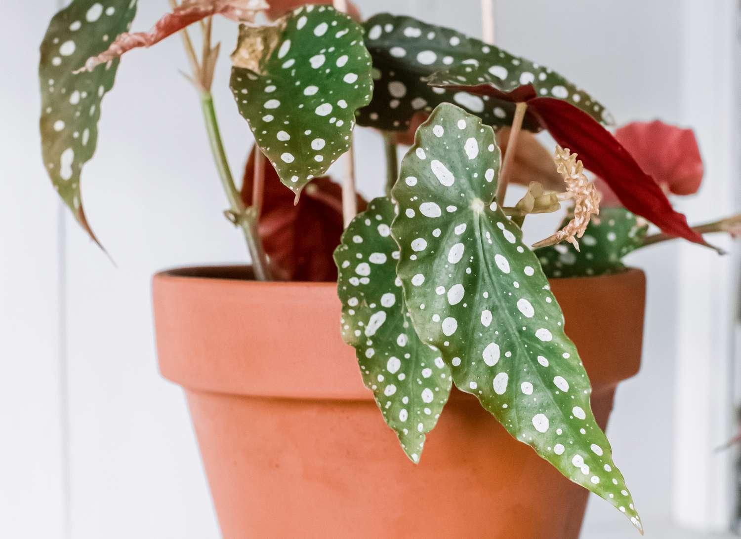 Begonia, Angel Wing - View 7 from www redcrocus com