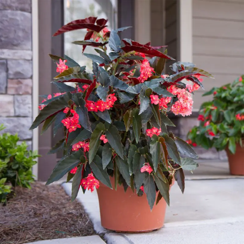 Begonia, Angel Wing - View 8 from www redcrocus com