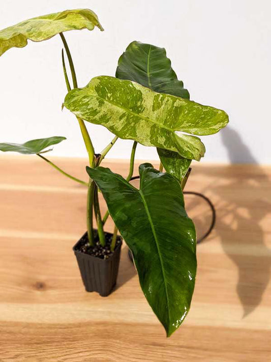 Philodendron 'paraiso Verde', Totem - View 10 from www redcrocus com