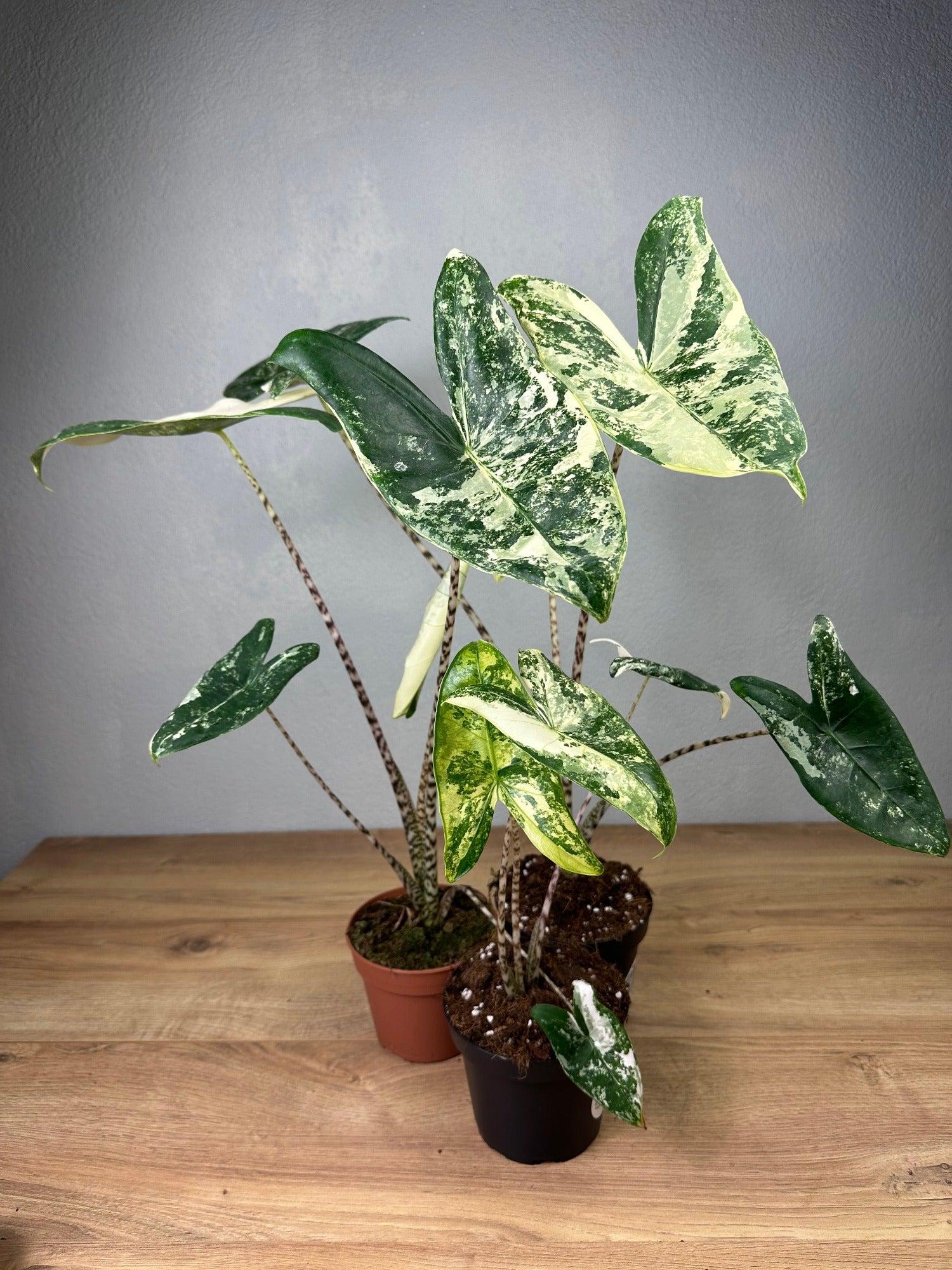 Alocasia Zebrina - View 11 from www redcrocus com