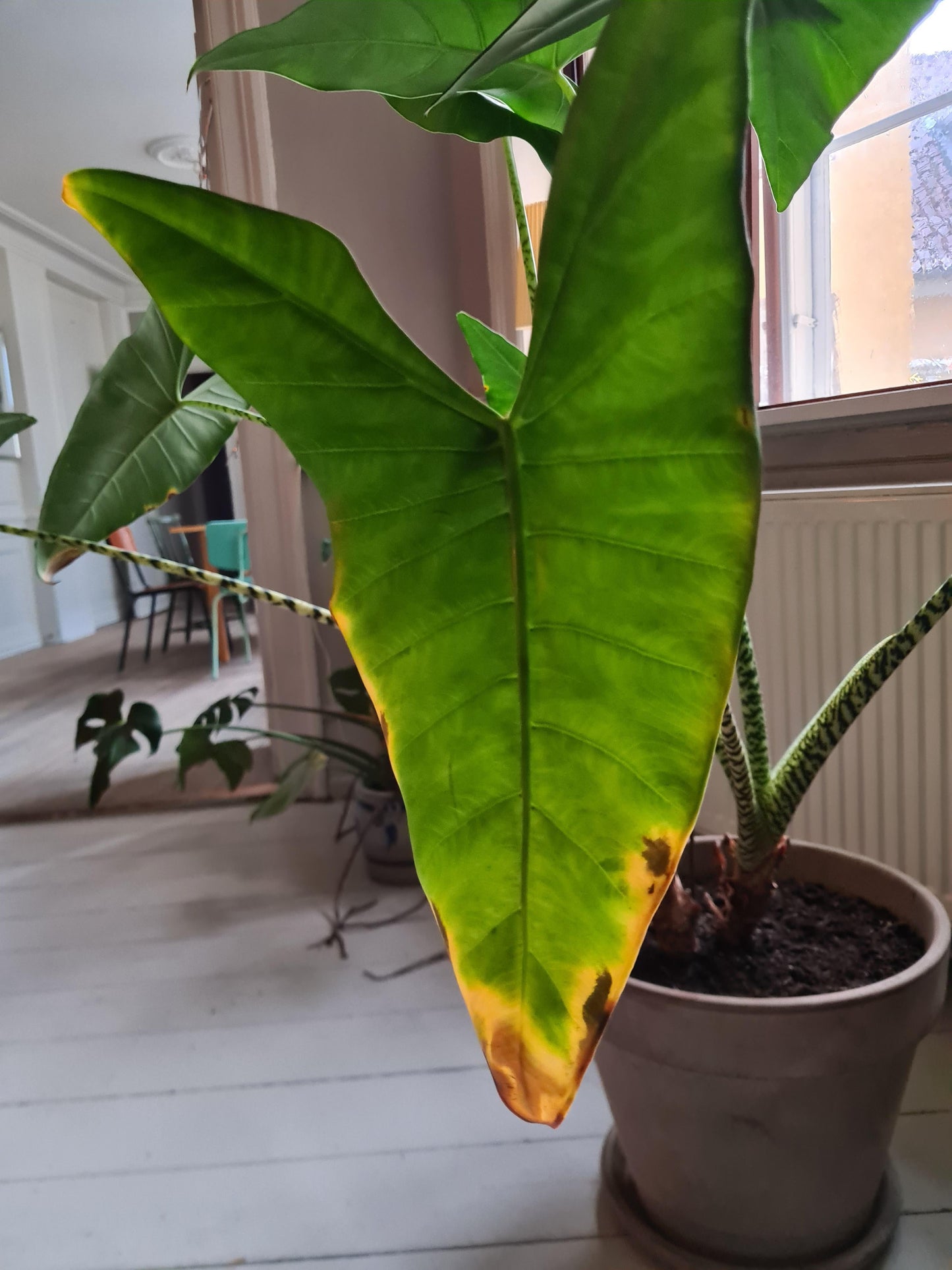 Alocasia Zebrina - View 17 from www redcrocus com