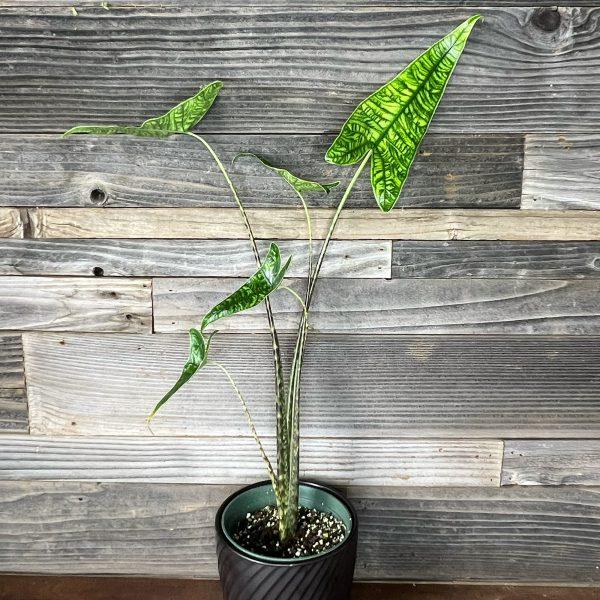 Alocasia Zebrina - View 18 from www redcrocus com