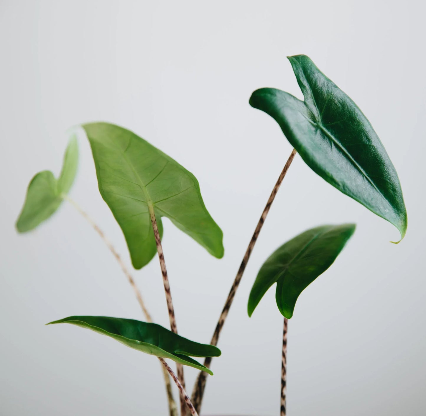 Alocasia Zebrina - View 20 from www redcrocus com