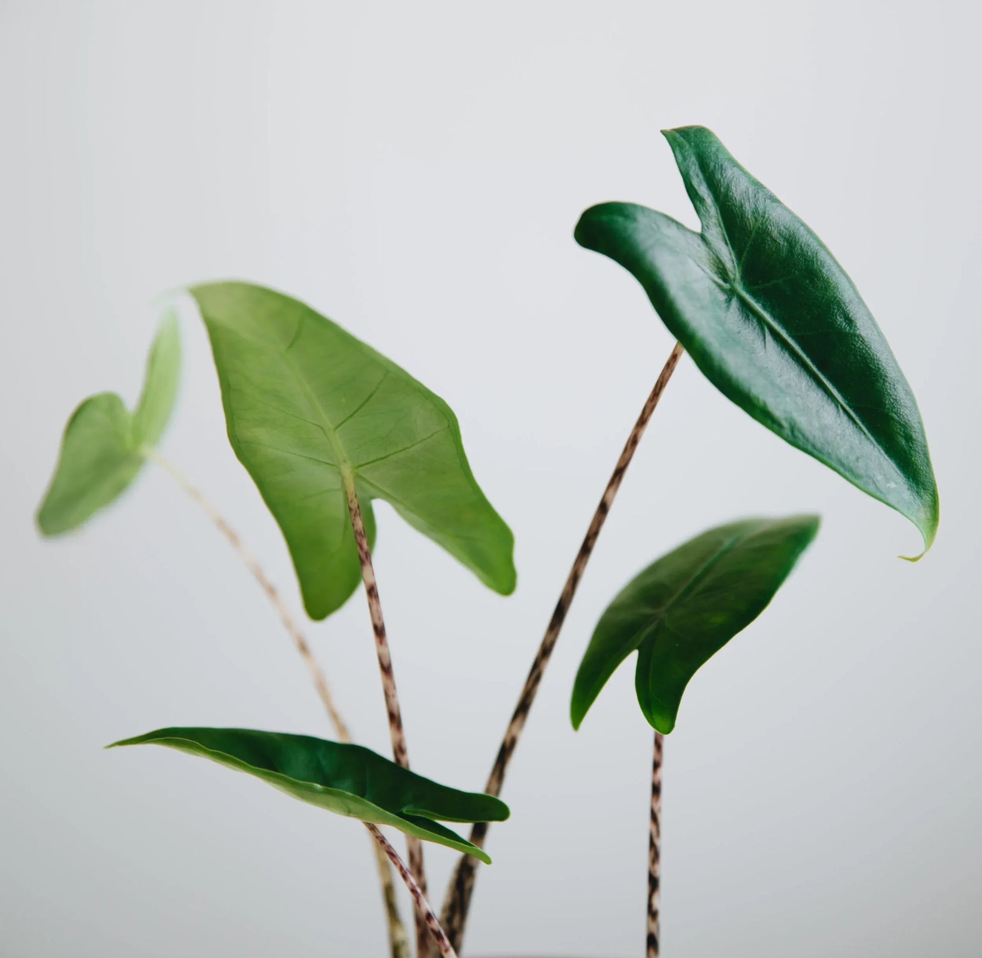 Alocasia Zebrina - View 20 from www redcrocus com