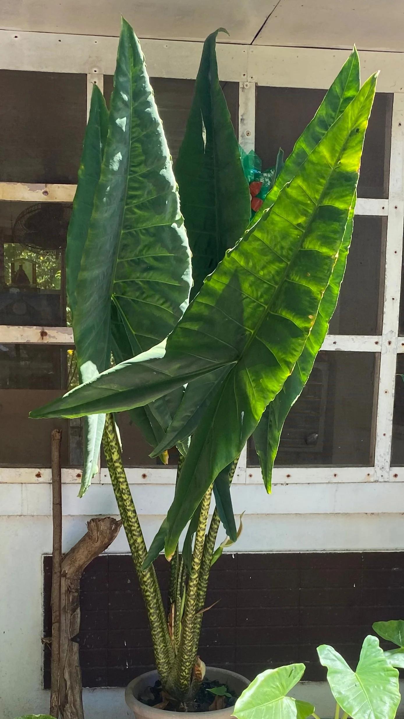 Alocasia Zebrina - View 21 from www redcrocus com