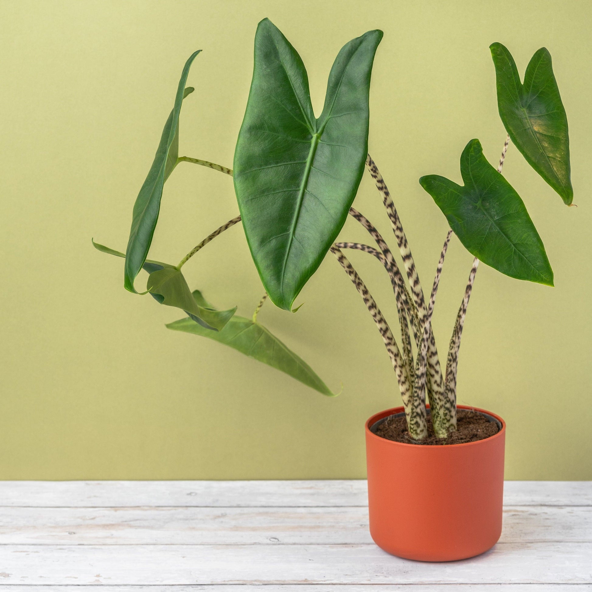 Alocasia Zebrina - View 23 from www redcrocus com