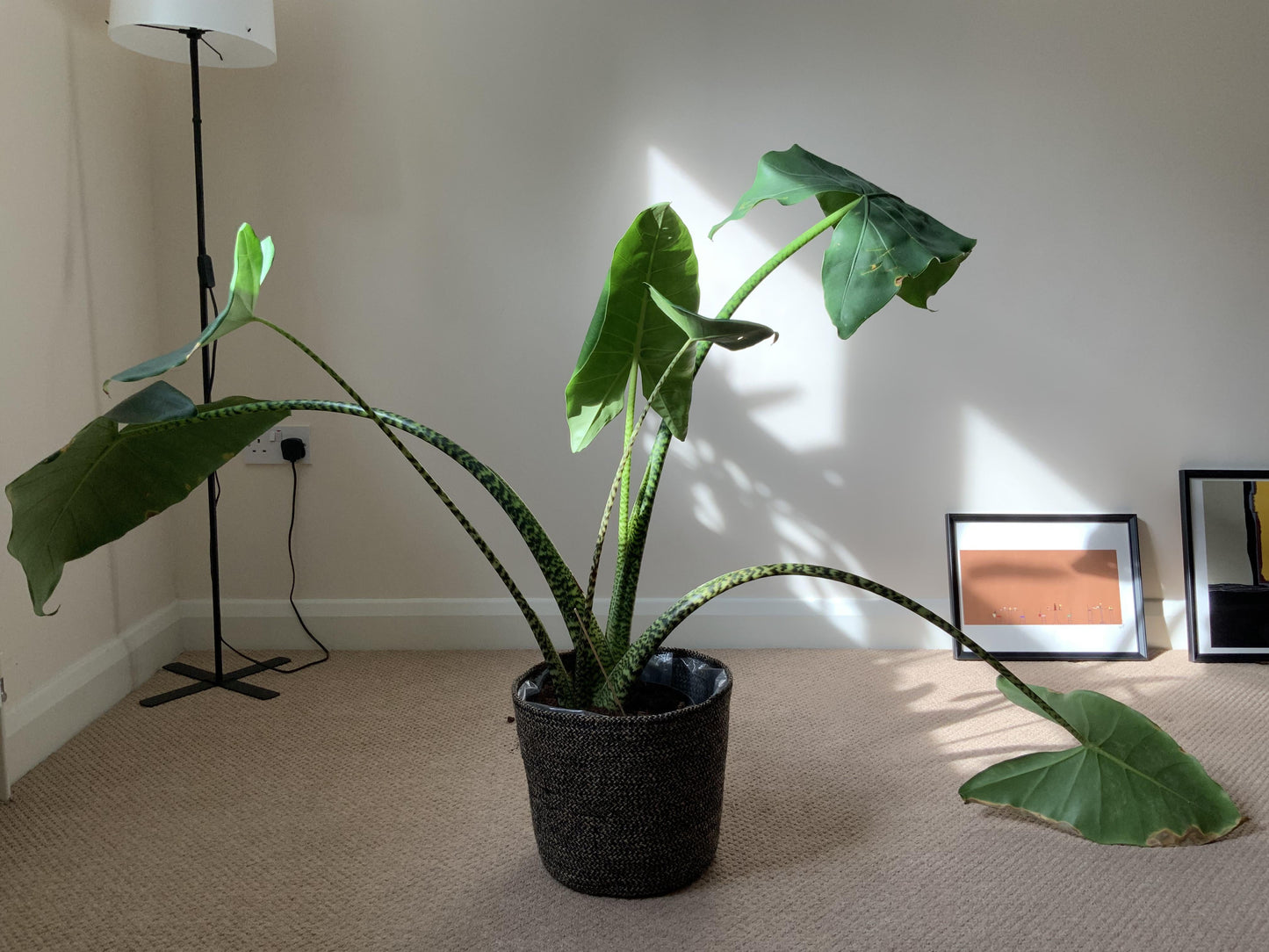 Alocasia Zebrina - View 26 from www redcrocus com