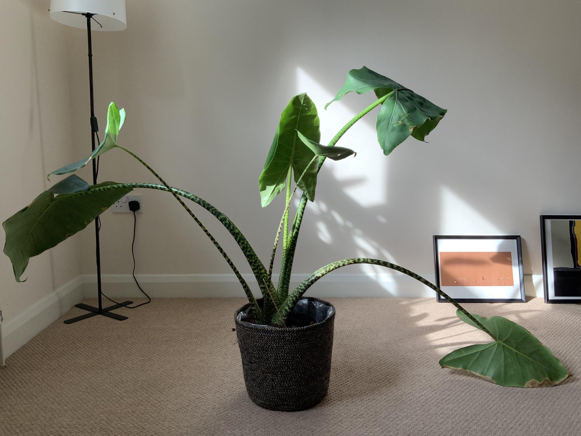 Alocasia Zebrina - View 26 from www redcrocus com