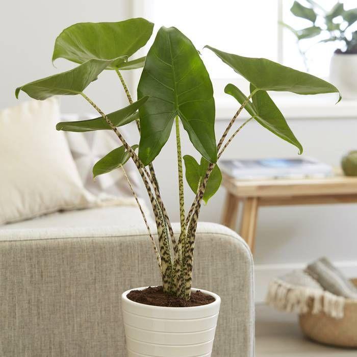 Alocasia Zebrina - View 28 from www redcrocus com