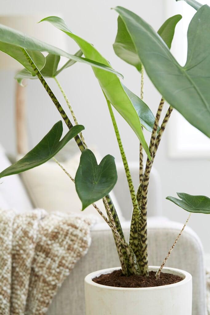 Alocasia Zebrina - View 2 from www redcrocus com