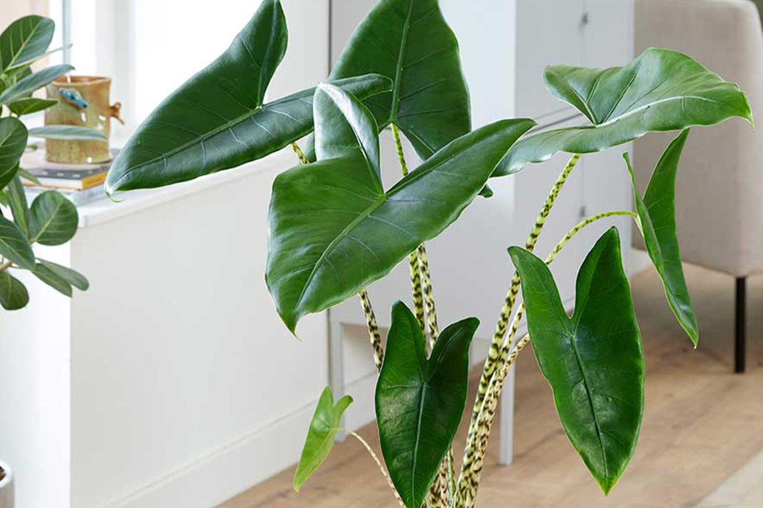 Alocasia Zebrina - View 30 from www redcrocus com